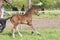 Cute small brown foal running in trot free in the field. Animal in motion. Stallion one week old