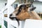 A cute small brown goat peeks though a white fence at a petting zoo in Pennsylvania