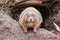 Cute small brown prairie dog