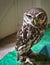 Cute small brown and white Owl sitting on perch