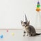 Cute small cat kitten, wearing birthday party hat. Looking straight to camera. isolated on a lilac purple background