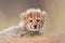 Cute small Cheetah cub portrait South Africa