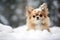 Cute small Chihuahua dog with long fur sitting in snow