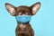 Cute small Chihuahua dog in medical mask on blue background. Virus protection for animal