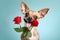 Cute small Chihuahua dog with red roses in front of blue background