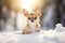 Cute small Chihuahua dog sitting in snow