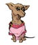 Cute small chihuahua dog wearing checkered pink overalls and col
