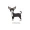 Cute small dog of breed Chihuahua flat cartoon vector illustration isolated.