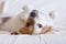 Cute small dog Dog lying on back on the bed - selective focus. white background. Pets indoors