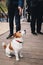 Cute small dog Jack Russell Terrier sitting among a croud of people outdoors