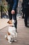 Cute small dog Jack Russell Terrier sitting among a croud of people outdoors