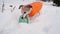 Cute small dog in orange coat clothes digging snow taking blue disk