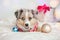 Cute small dog pet lying on bed at home with ornaments. Christmas New Year holiday celebration. Adorable miniature Australian