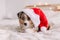 Cute small dog pet in Santa hat lying on bed at home. Christmas New Year holiday celebration. Adorable miniature Australian