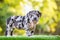Cute small dog pitbull mixed breed dog black and white polka dots wrinkled face on green lawn beautiful, funny, and very cute. He