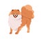 Cute small dog of Pomeranian Spitz breed. Happy Pom puppy. Little purebred doggy, canine animal smiling. Funny sweet
