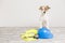 Cute small dog with protection equipment: goggles, standing on a blue helmet, yellow reflective vest and meter. Construction