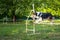 Cute small dog running on agility competition. Dog in an agility competition set up in a green grassy park. Border Collie jumping