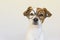 Cute small dog sitting on bed and wearing glasses. Looking intelligent and curious. Pets indoors