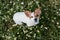 Cute small dog sitting in a daisy flowers field. spring, pet portrait outdoors. lovely dog looking at the camera