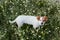 Cute small dog sitting in a daisy flowers field. spring, pet portrait outdoors. lovely dog looking at the camera