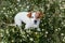 Cute small dog sitting in a daisy flowers field. spring, pet portrait outdoors. lovely dog looking at the camera