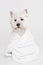 cute small dog sitting towel. High quality photo