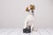 Cute small dog sitting on the white floor and wearing glasses. Looking intelligent and curious. Vintage camera besides him. Pets