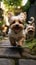 Cute small dogs, Yorkshire Terriers, playing and running in garden