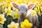 Cute small Easter lamb between Daffodil spring flowers