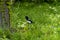 Cute small Eurasian magpie on the grass searching for food
