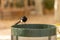 Cute small Eurasian magpie on green mesh trash can in park on blurry background