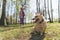 Cute small excited tired dog with golden fur on a leash sitting on the grass in a park. Young woman in a pink coat