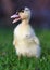 Cute small fluffy duckling outdoor. Yellow baby duck bird on spring green grass discovers life. Organic farming, animal rights