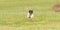 Cute small flying Jack Russell Terrier dog running across the green meadow