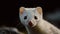 A cute, small, furry mammal with whiskers, looking at camera generated by AI