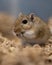 Cute small gerbil in the sawdust in its cage