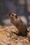 Cute small gerbil in the sawdust in its cage