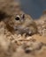 Cute small gerbil in the sawdust in its cage