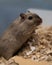 Cute small gerbil in the sawdust in its cage