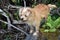 Cute small golden blonde dog in the forest on a lava rock