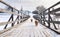 Cute small golden dogs running on snowy bridge. Family dog lifestyle