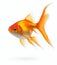 cute small goldfish on white background generative AI