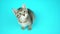 Cute small grey kitten with green eyes looks upward on blue