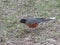 Cute small grey and orange bird pecking on the grass ground by itself