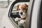 cute small jack russell dog in a car watching by the window. Ready to travel. Traveling with pets concept