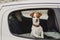 Cute small jack russell dog in a car watching by the window. Ready to travel. Traveling with pets concept