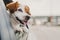 Cute small jack russell dog in a car watching by the window. Ready to travel. Traveling with pets concept