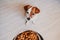 cute small jack russell dog at home waiting to eat his food in a bowl. Pets indoors