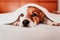 cute small jack russell dog resting on bed on a sunny day covered with a blanket